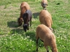 Viel Platz und saftiges Grün