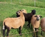 Unsere kleine Schafherde