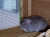Chinchilla Besuch