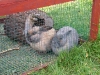 Madonna und Fridolin