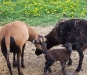 Unsere kleine Schafherde im Mai 2009