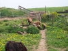 Unsere Schafherde im Frühling 2009