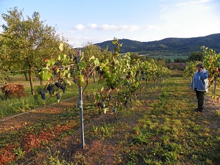 Vor der Ernte