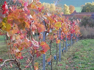 Buntes Weinlaub