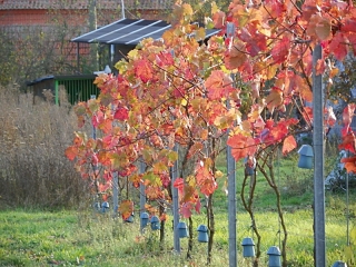 Reben im Herbstkleid
