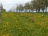 Weinberg-April 2017