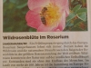 Beginn Rosenblüte im Rosarium